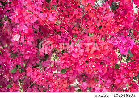 Pink flowers spring nature background. Abstract natural pattern with copy space. 100516833