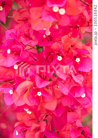 Pink splendor floral pattern. Pink flowers close up, selective focus. Pink splendor floral pattern. Pink flowers close up, selective focus. 100516842