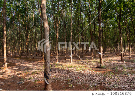 Rubber tree plantation. Rowes of rubber trees in tropical woodland. Rubber tree plantation. Rowes of rubber trees in tropical woodland. 100516876