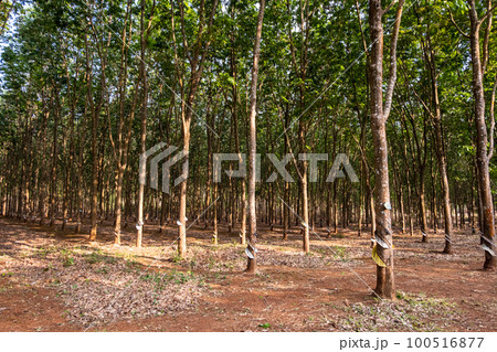 Rubber tree plantation. Rowes of rubber trees in tropical woodland. Rubber tree plantation. Rowes of rubber trees in tropical woodland. 100516877