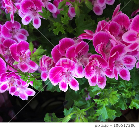 早春から初夏まで咲く、かわいいピンクのペラルゴニュームの花の写真 100517286