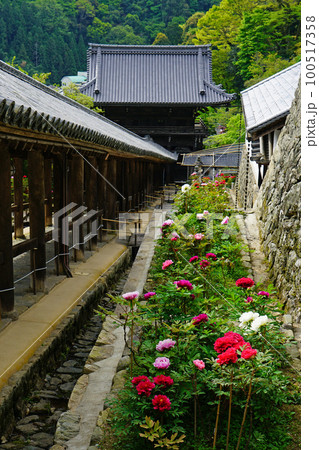ぼたん　長谷寺　奈良県　 100517358