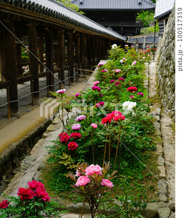 ぼたん　長谷寺　奈良県　 100517359