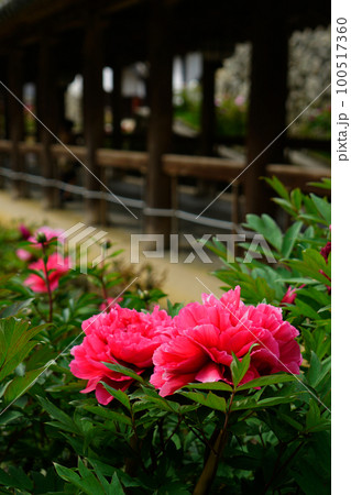 ぼたん 長谷寺 奈良県 ぼたん 長谷寺 奈良県 100517360