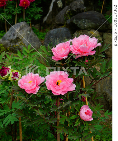 ぼたん　長谷寺　奈良県　 100517362