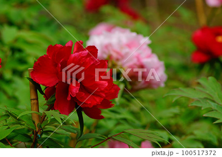 ぼたん　長谷寺　奈良県　 100517372