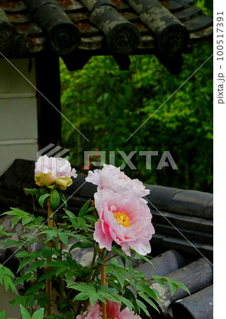ぼたん 長谷寺 奈良県 ぼたん 長谷寺 奈良県 100517391
