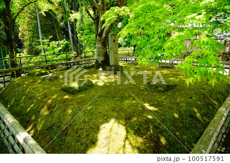 ぼたん　長谷寺　奈良県　 100517591