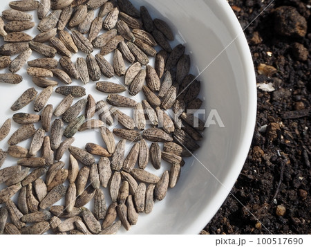 ゴボウの種 100517690