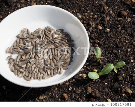 ゴボウの種 100517691