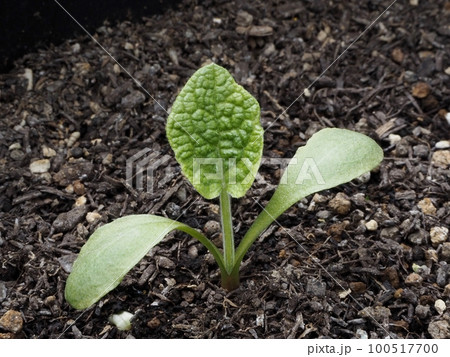 ゴボウの発芽・双葉と本葉 100517700