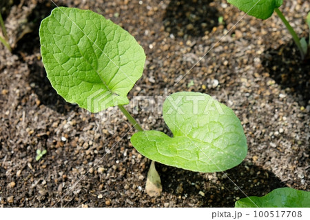ゴボウの発芽・本葉 100517708