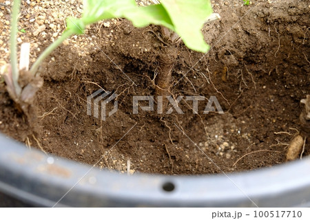プランター栽培のゴボウ 収穫 100517710