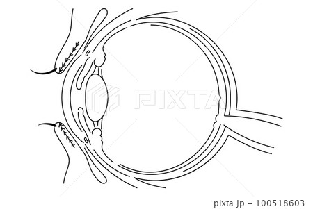 医療イラスト、眼病・ものもらいの発生部についての解剖図 100518603
