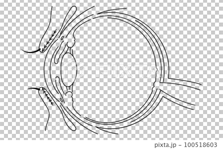 医療イラスト、眼病・ものもらいの発生部についての解剖図 100518603