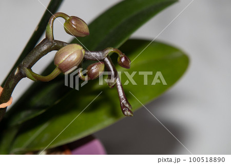 胡蝶蘭のつぼみ 100518890