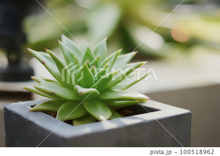 サボテン サボテン 100518962