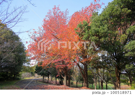 アメリカフウの紅葉 アメリカフウの紅葉 100518971