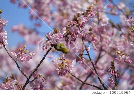 カワヅザクラとメジロ 100519964