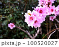 桃の花 100520027