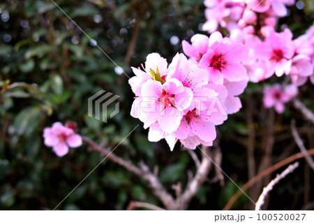 桃の花 桃の花 100520027