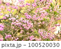 桜花月（金のなる木） 100520030