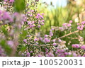 桜花月（金のなる木） 100520031