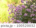 桜花月（金のなる木） 100520032