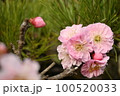 梅の花 100520033