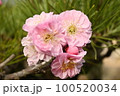 梅の花 100520034