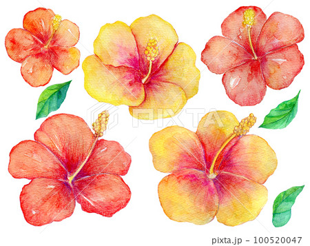 ハイビスカスの花　水彩イラスト 100520047