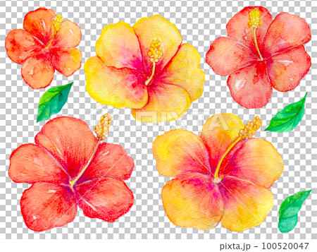 ハイビスカスの花　水彩イラスト 100520047