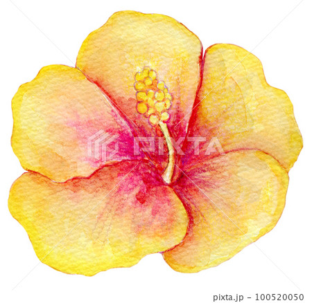 ハイビスカスの花　水彩イラスト 100520050