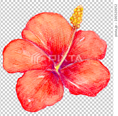 ハイビスカスの花　水彩イラスト 100520052