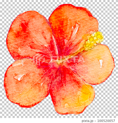ハイビスカスの花　水彩イラスト 100520057