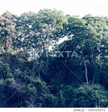 PANORAMA huge Lush crown tall trunk of jungle evergreen forest green yellow trees sky BACKGROUND. Summer Day Time Wallpaper View LANDSCAPE morning sunshine 100520072