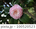 椿、乙女椿 100520523