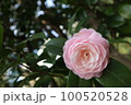 椿、乙女椿 100520528