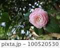 椿、乙女椿 100520530