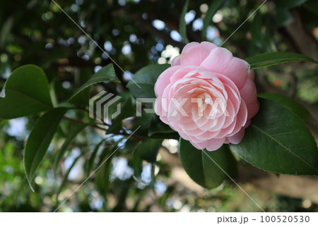 椿、乙女椿 椿、乙女椿 100520530