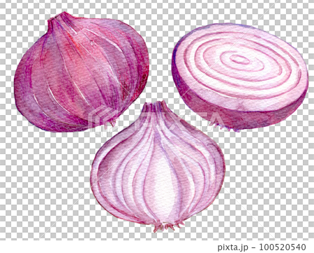 Purple onion watercolor illustration Purple onion watercolor illustration 100520540