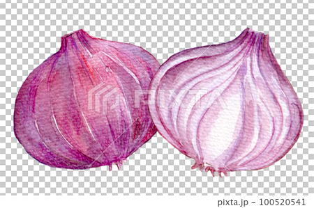 紫玉ねぎ 水彩イラスト 紫玉ねぎ 水彩イラスト 100520541