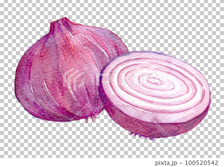 Purple onion watercolor illustration Purple onion watercolor illustration 100520542