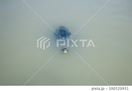 natural of Thai Turtle near the river focus selective at head of turtle 100520931