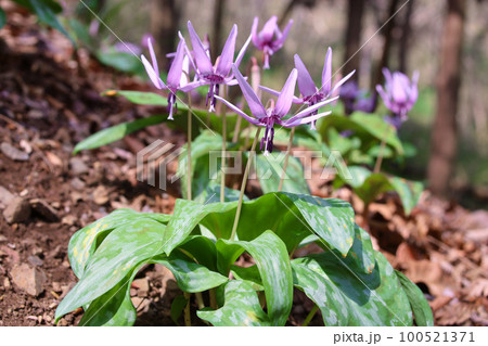 栃木市　三毳山公園のカタクリ 100521371