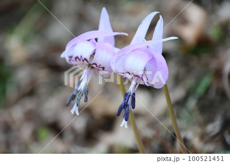 可憐な花が満開 ! (豊田市香嵐渓のカタクリの花群生地) 可憐な花が満開 ! (豊田市香嵐渓のカタクリの花群生地) 100521451