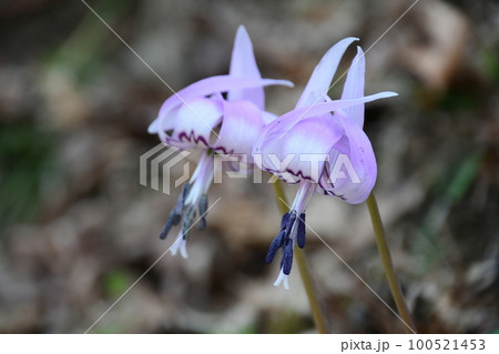 可憐な花が満開 ! (豊田市香嵐渓のカタクリの花群生地) 100521453