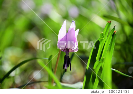 可憐な花が満開 ! (豊田市香嵐渓のカタクリの花群生地) 100521455