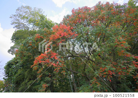 紅葉 ウルシの木 紅葉 ウルシの木 100521558