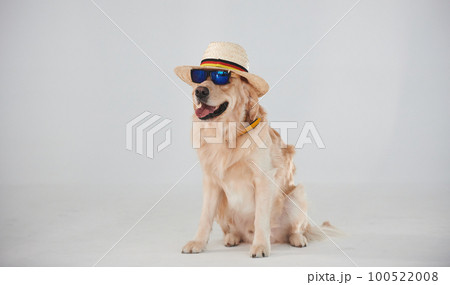 In hat and sunglasses. Golden retriever is in the studio against white background 100522008
